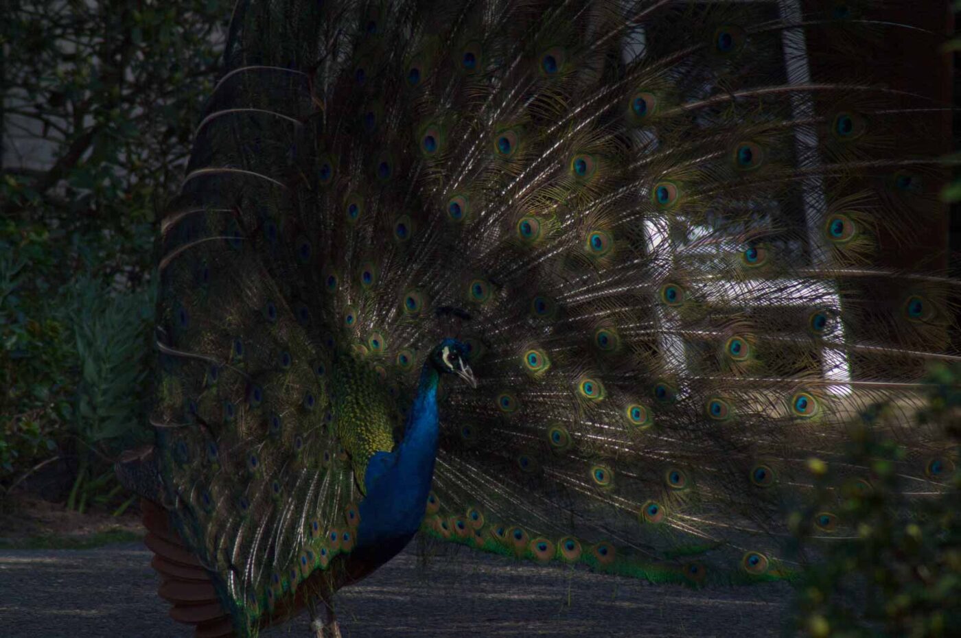 2018-04-19 - Walsrode - Vogelpark