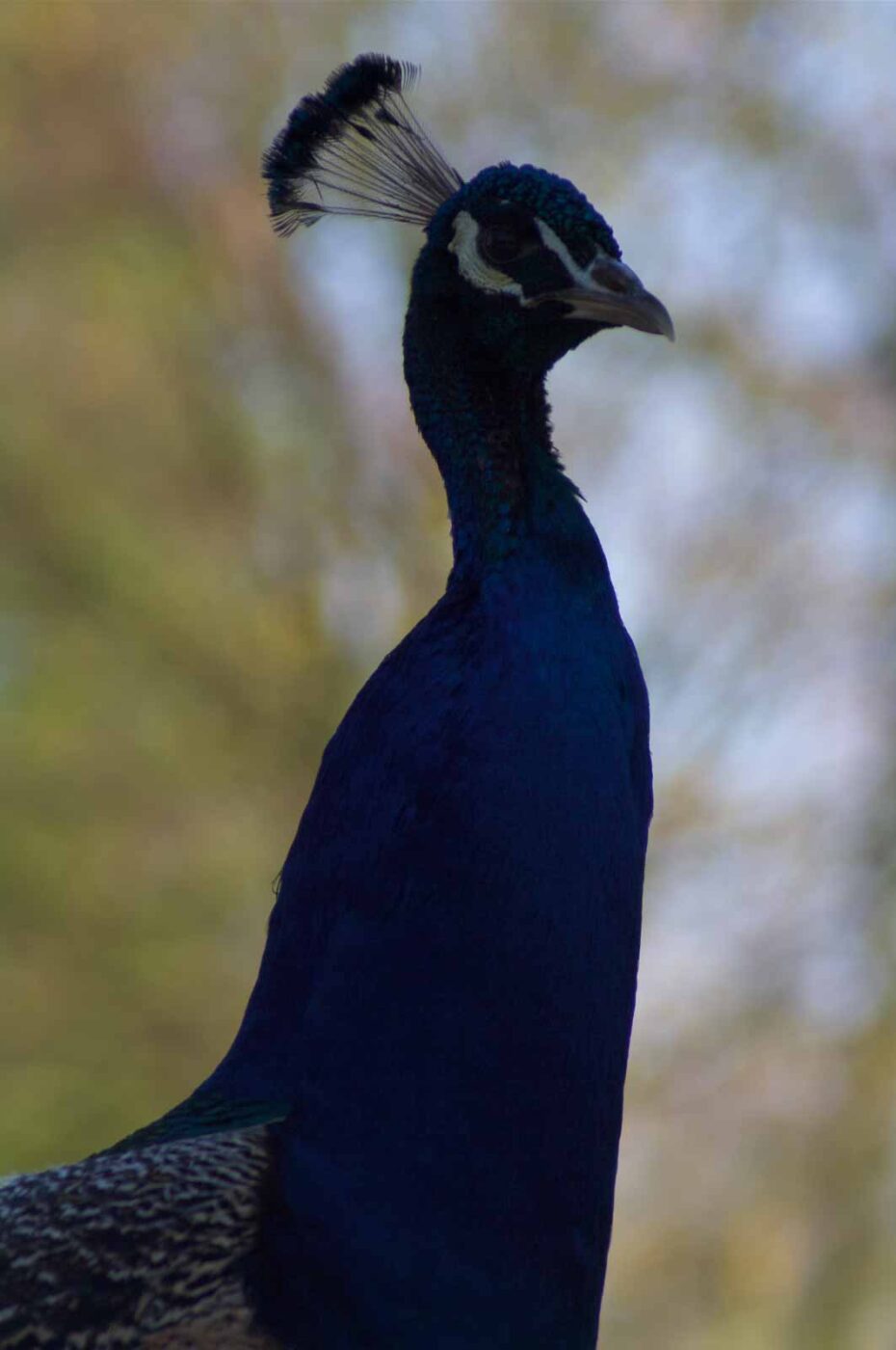 2018-04-19 - Walsrode - Vogelpark