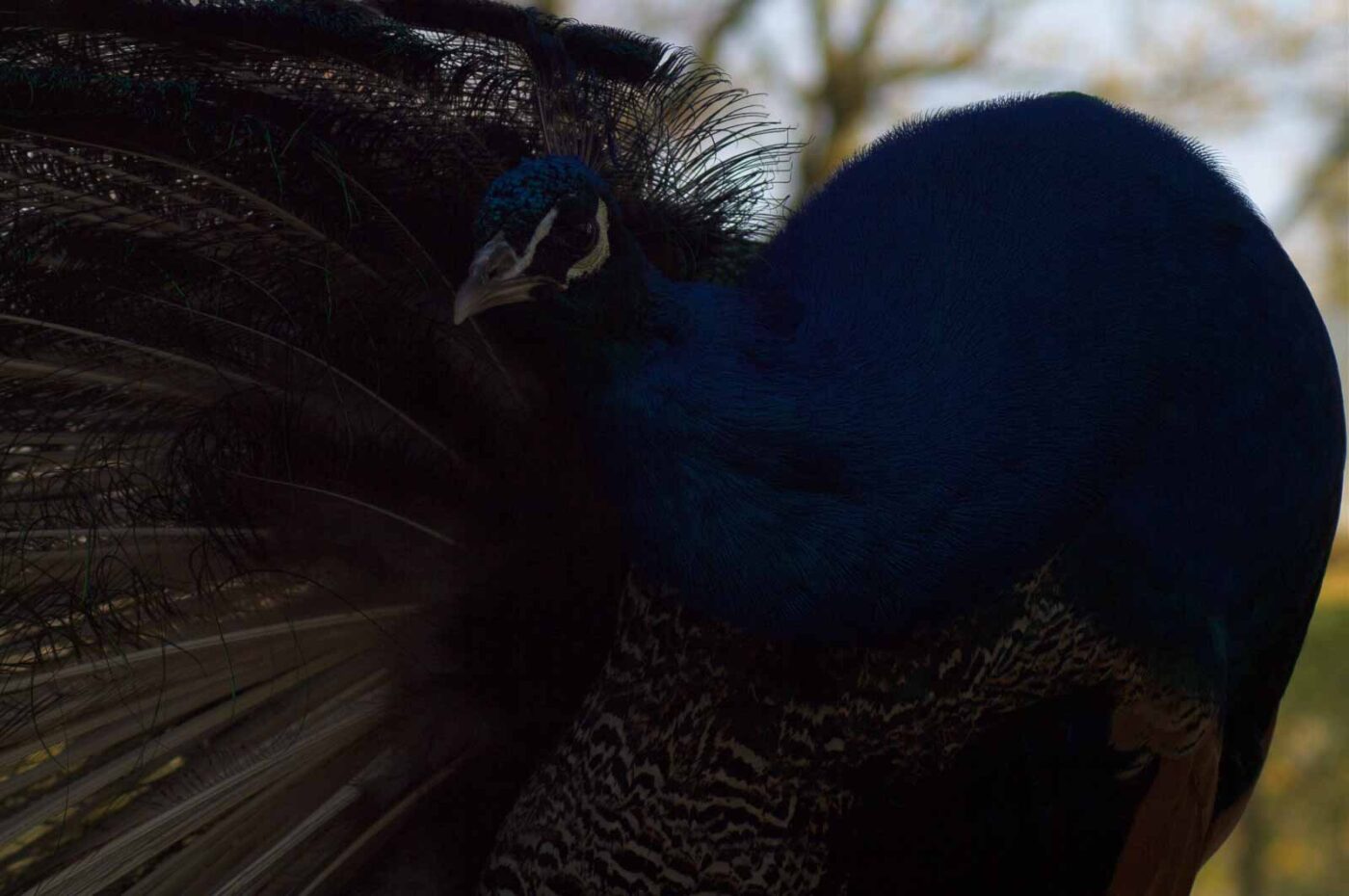 2018-04-19 - Walsrode - Vogelpark