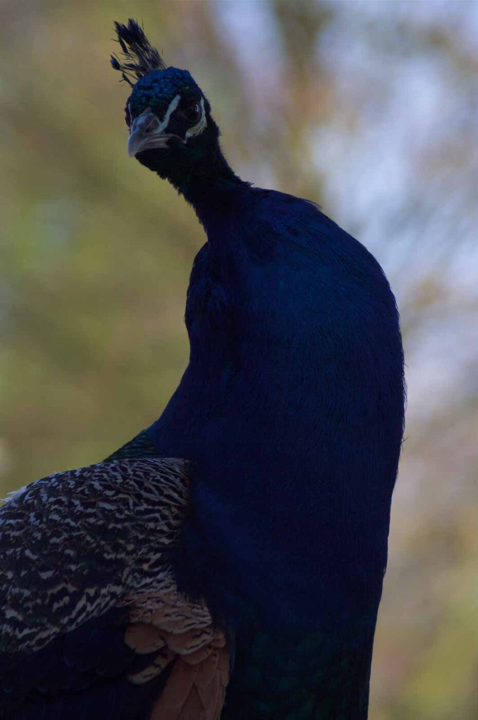 2018-04-19 - Walsrode - Vogelpark