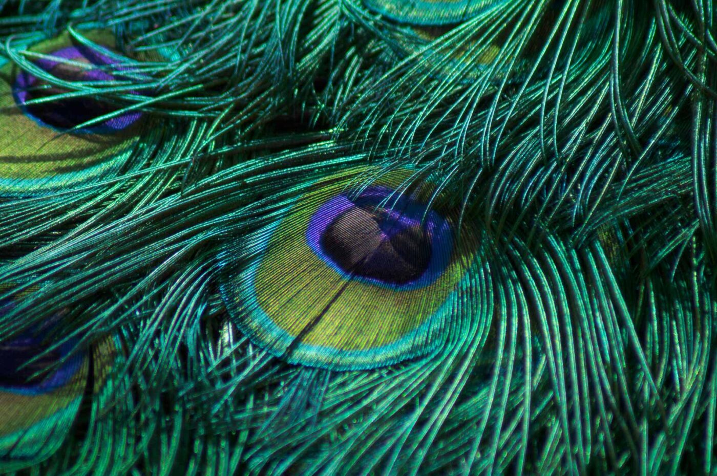 2018-04-19 - Walsrode - Vogelpark