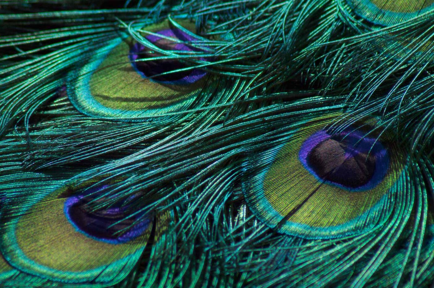 2018-04-19 - Walsrode - Vogelpark