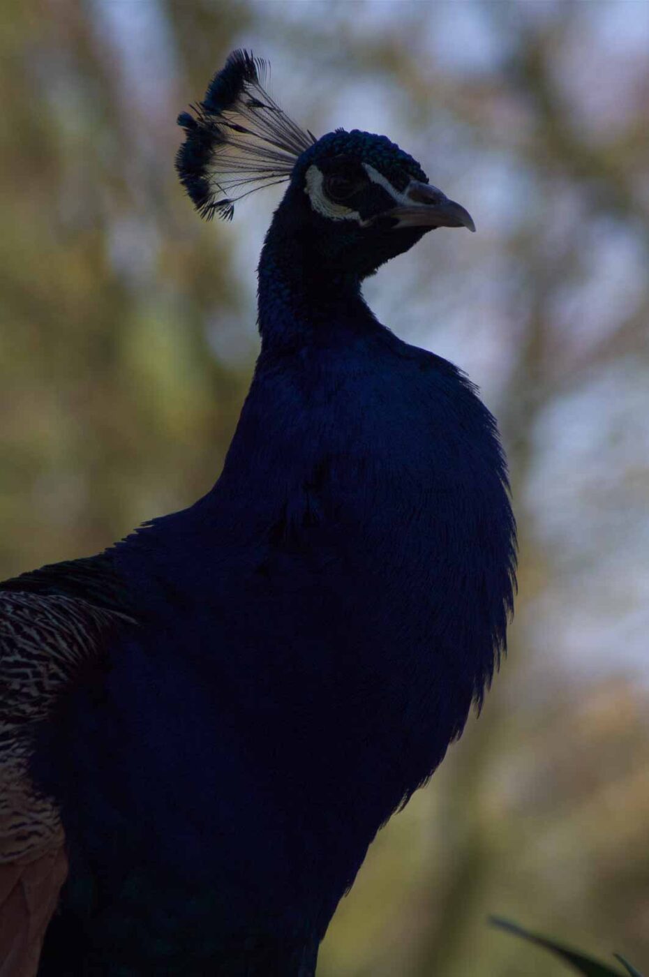 2018-04-19 - Walsrode - Vogelpark