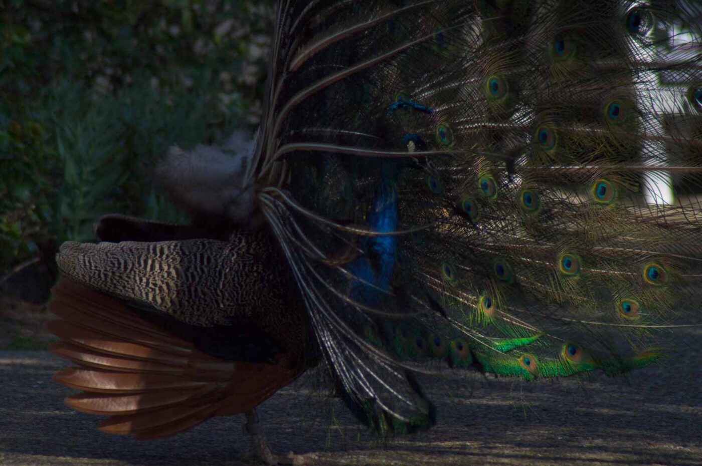 2018-04-19 - Walsrode - Vogelpark