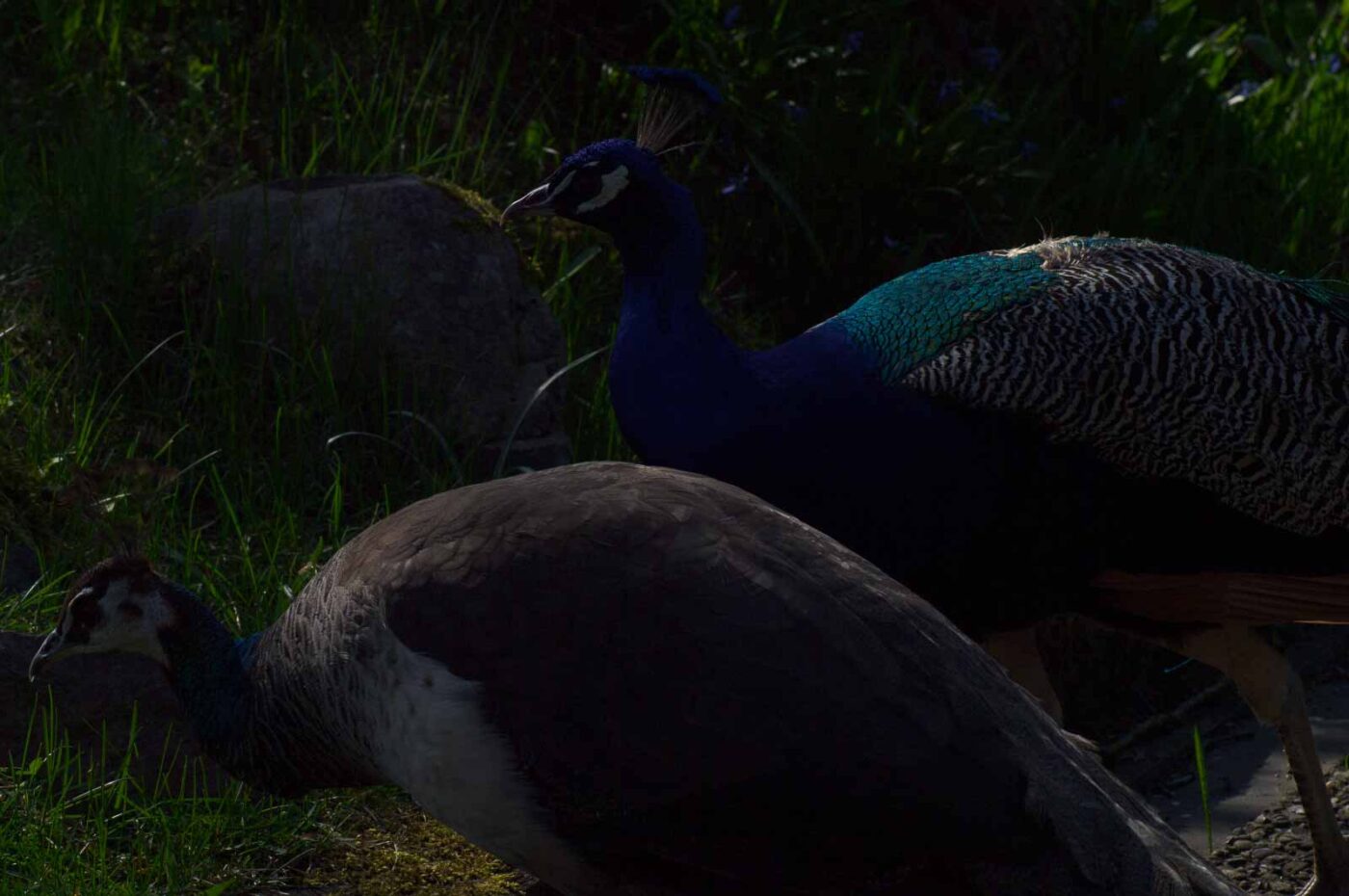 2018-04-19 - Walsrode - Vogelpark