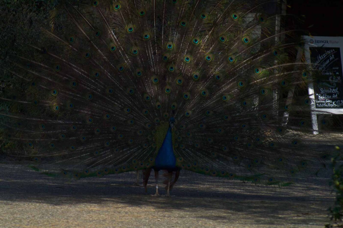 2018-04-19 - Walsrode - Vogelpark