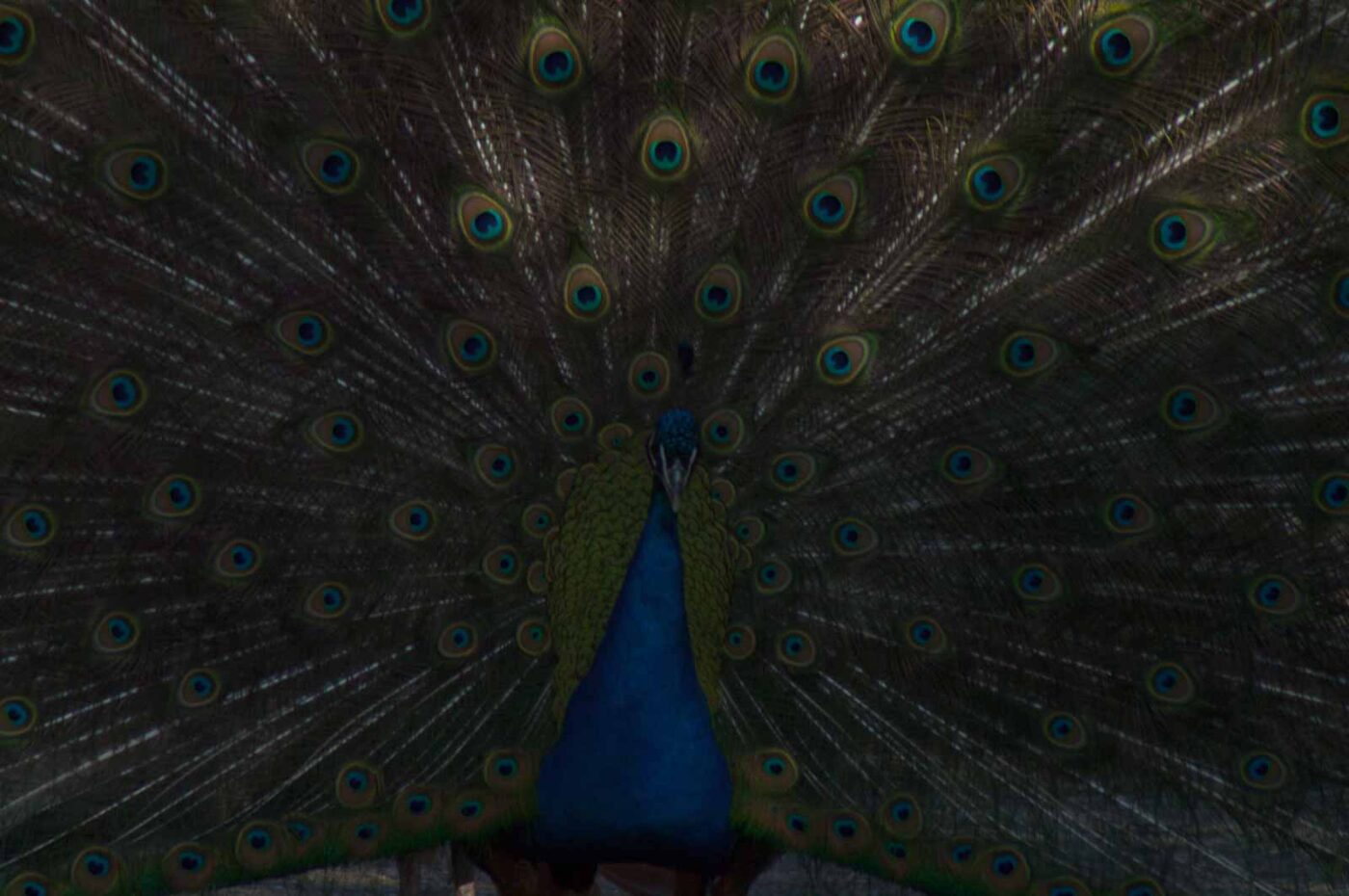 2018-04-19 - Walsrode - Vogelpark