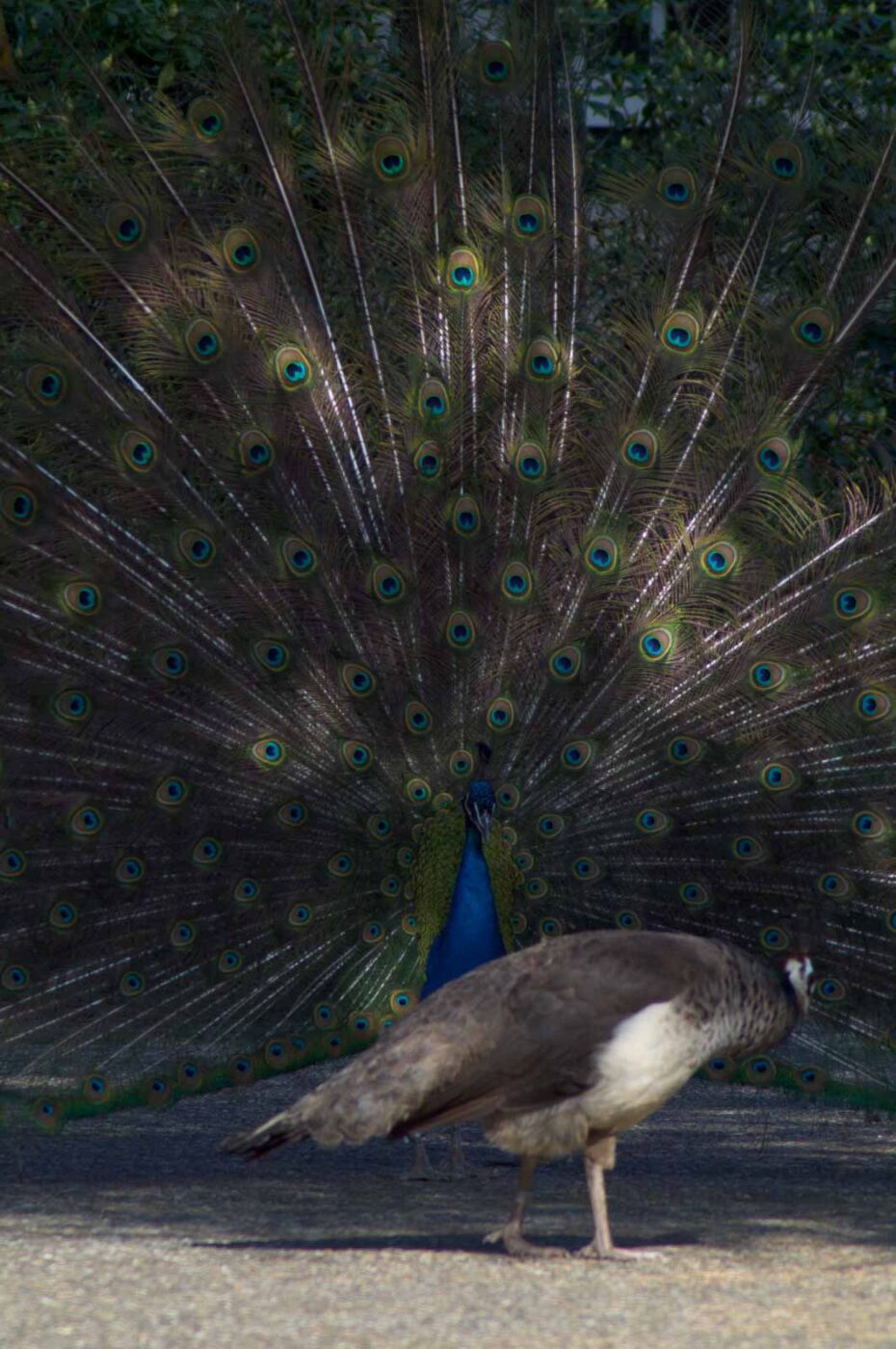 2018-04-19 - Walsrode - Vogelpark