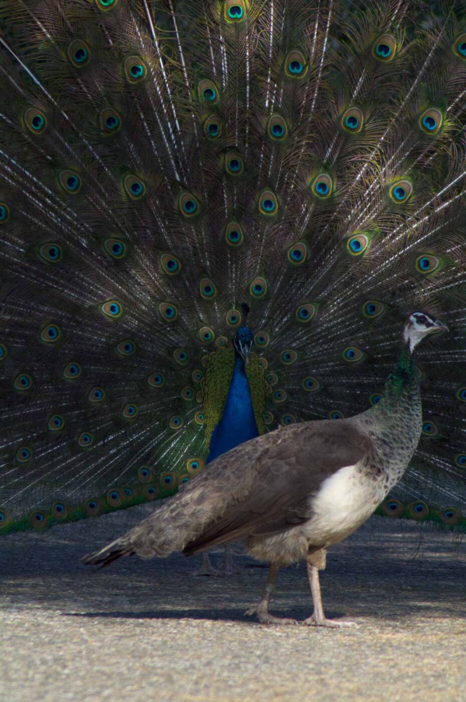 2018-04-19 - Walsrode - Vogelpark