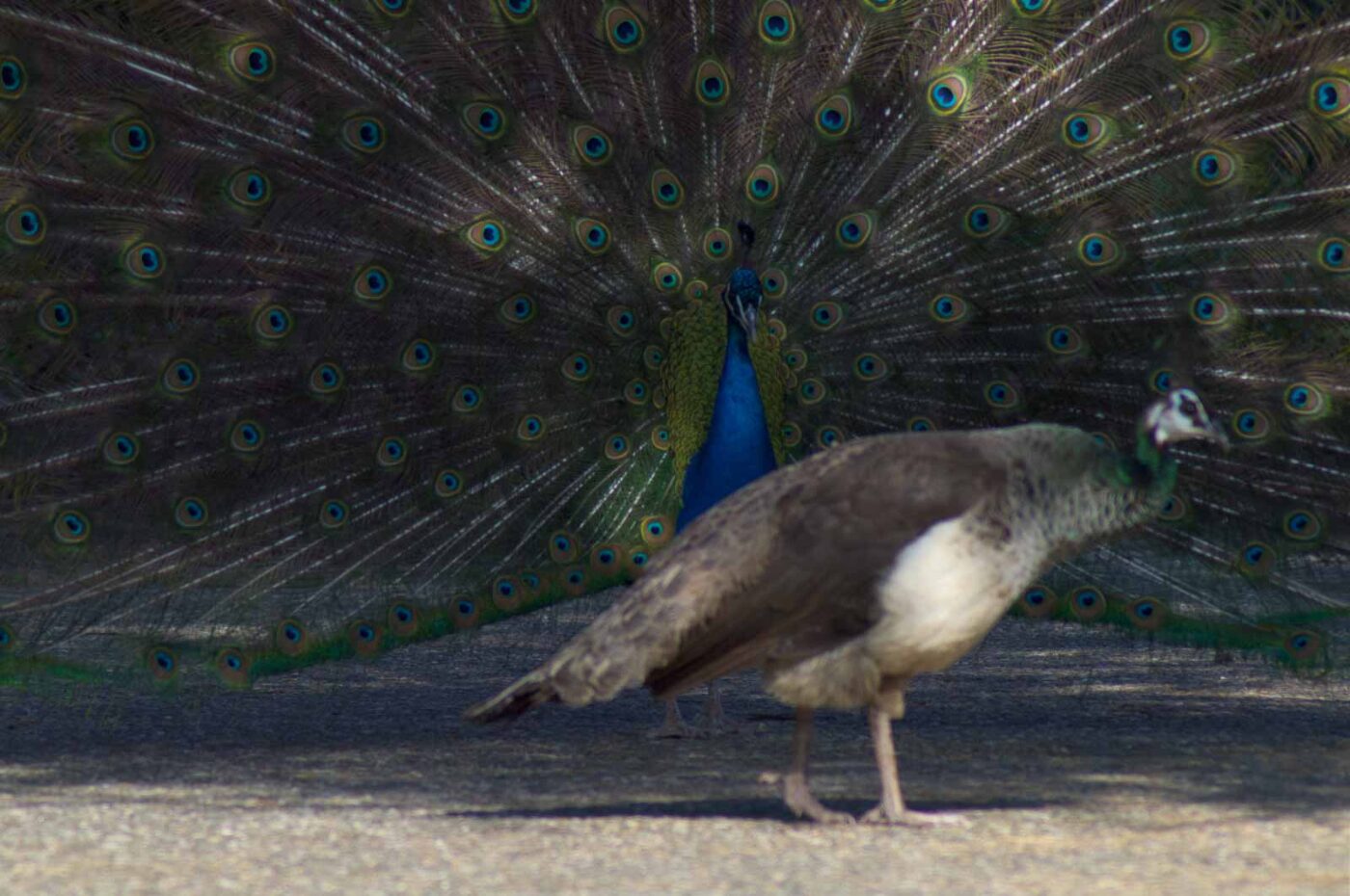 2018-04-19 - Walsrode - Vogelpark