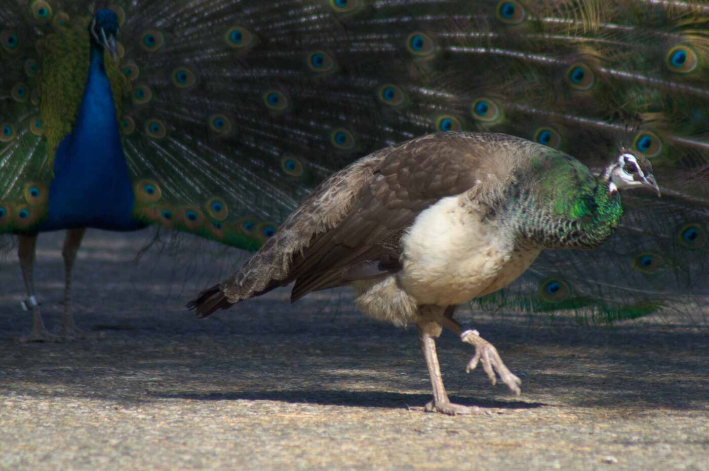 2018-04-19 - Walsrode - Vogelpark