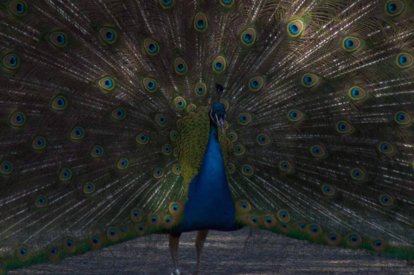 2018-04-19 - Walsrode - Vogelpark