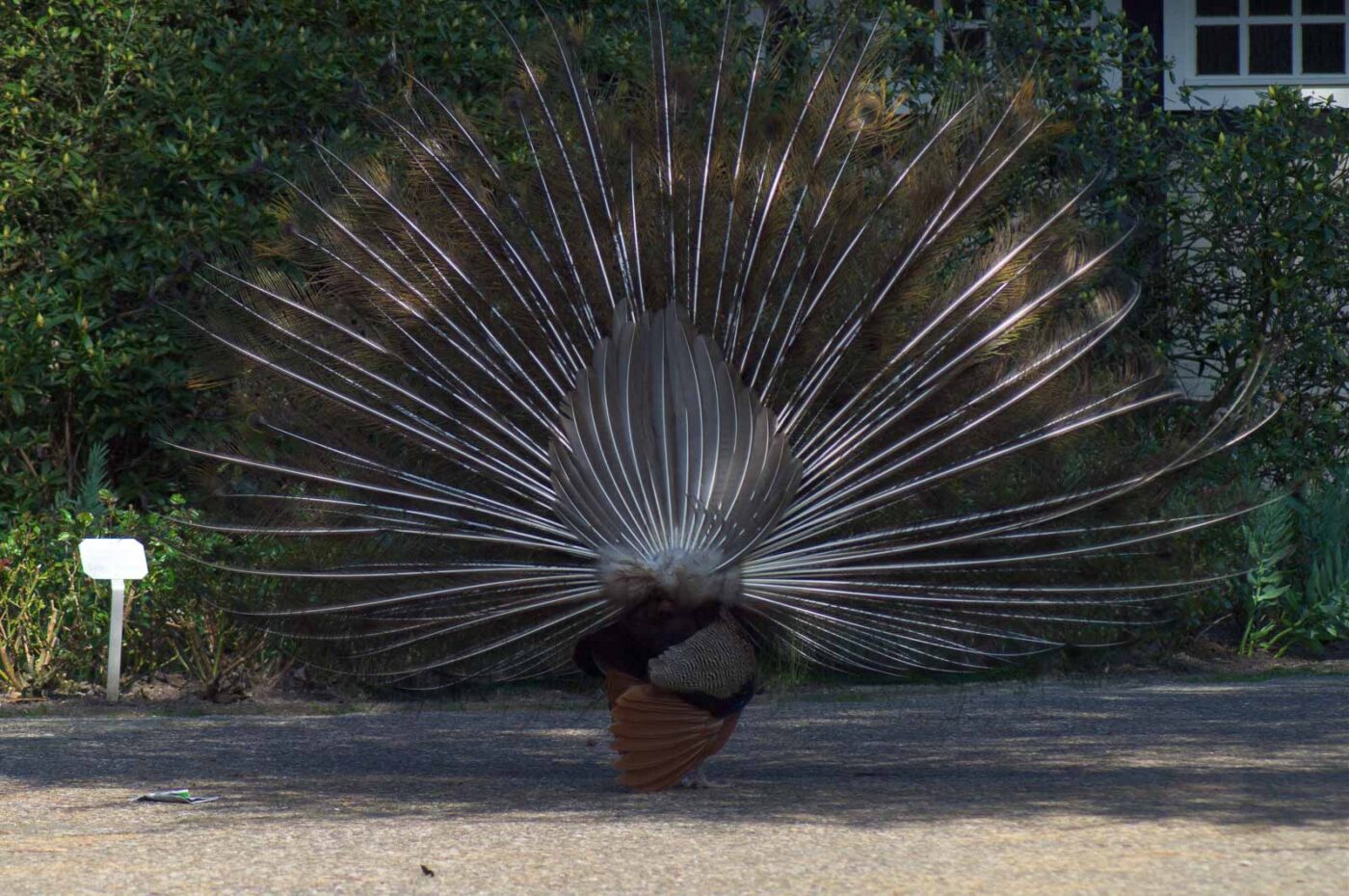 2018-04-19 - Walsrode - Vogelpark