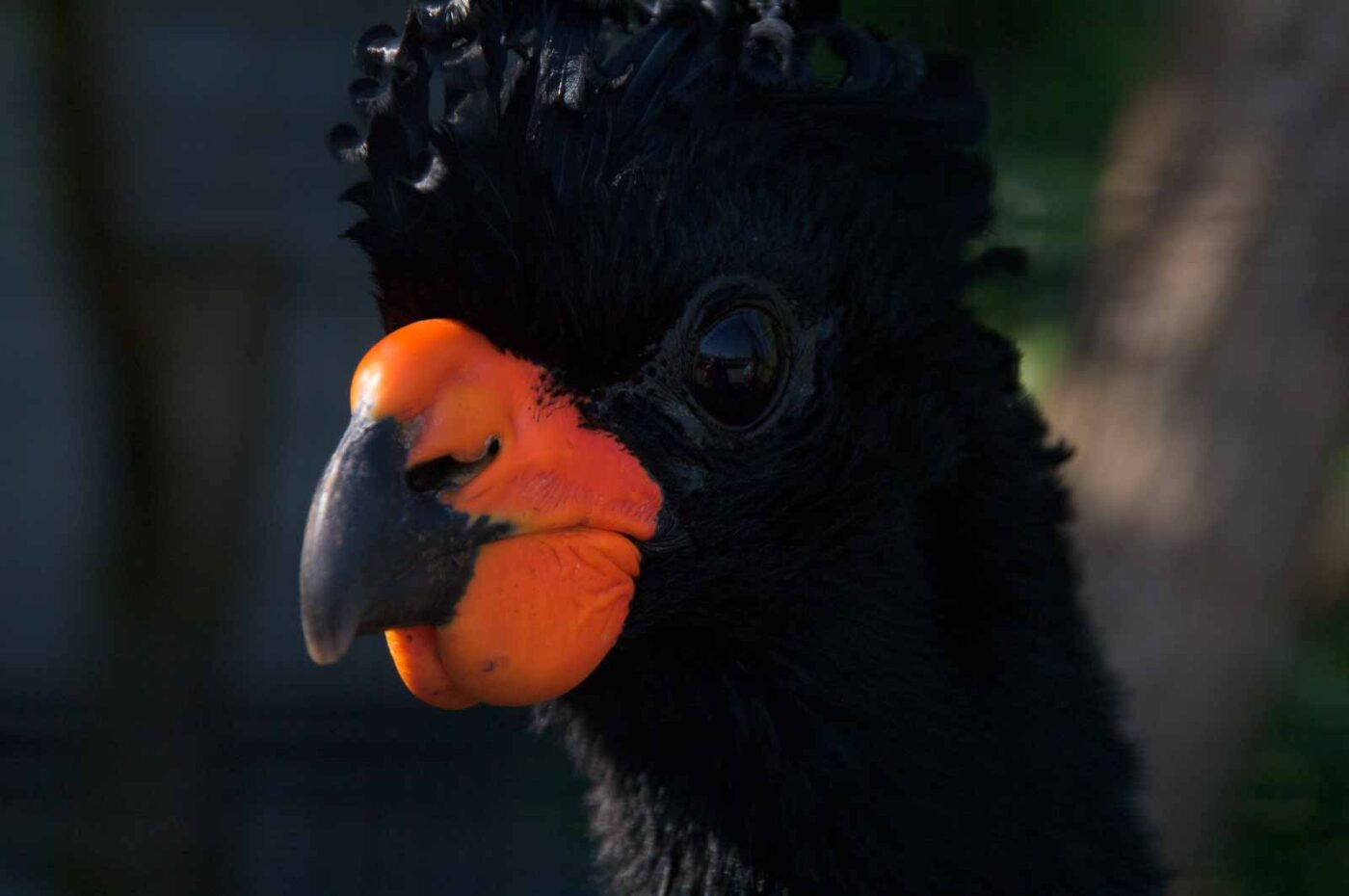 2018-04-19 - Walsrode - Vogelpark