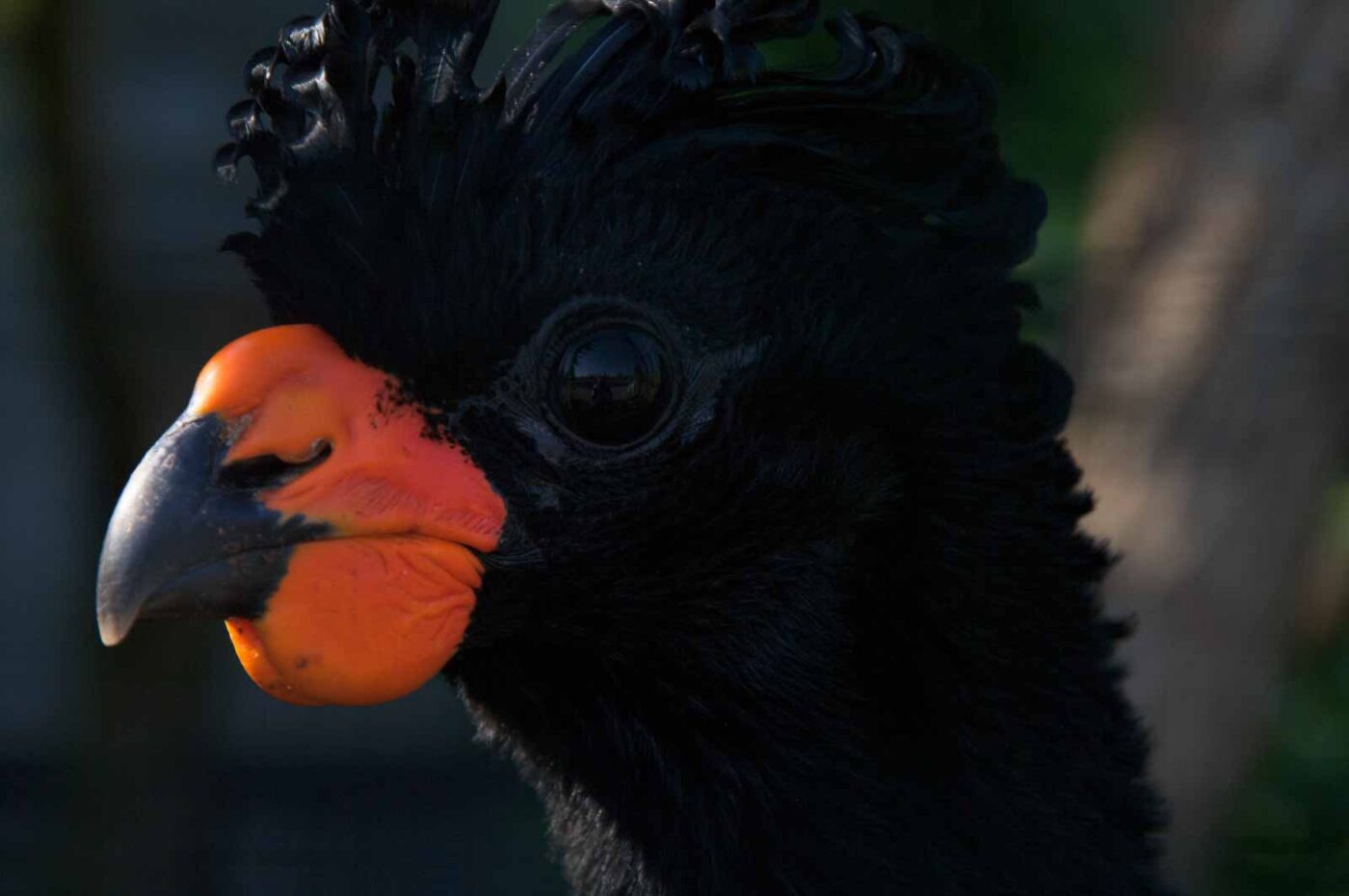 2018-04-19 - Walsrode - Vogelpark