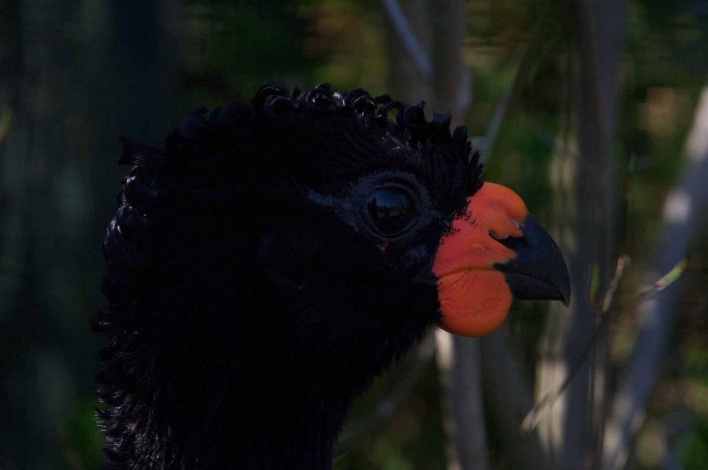 2018-04-19 - Walsrode - Vogelpark