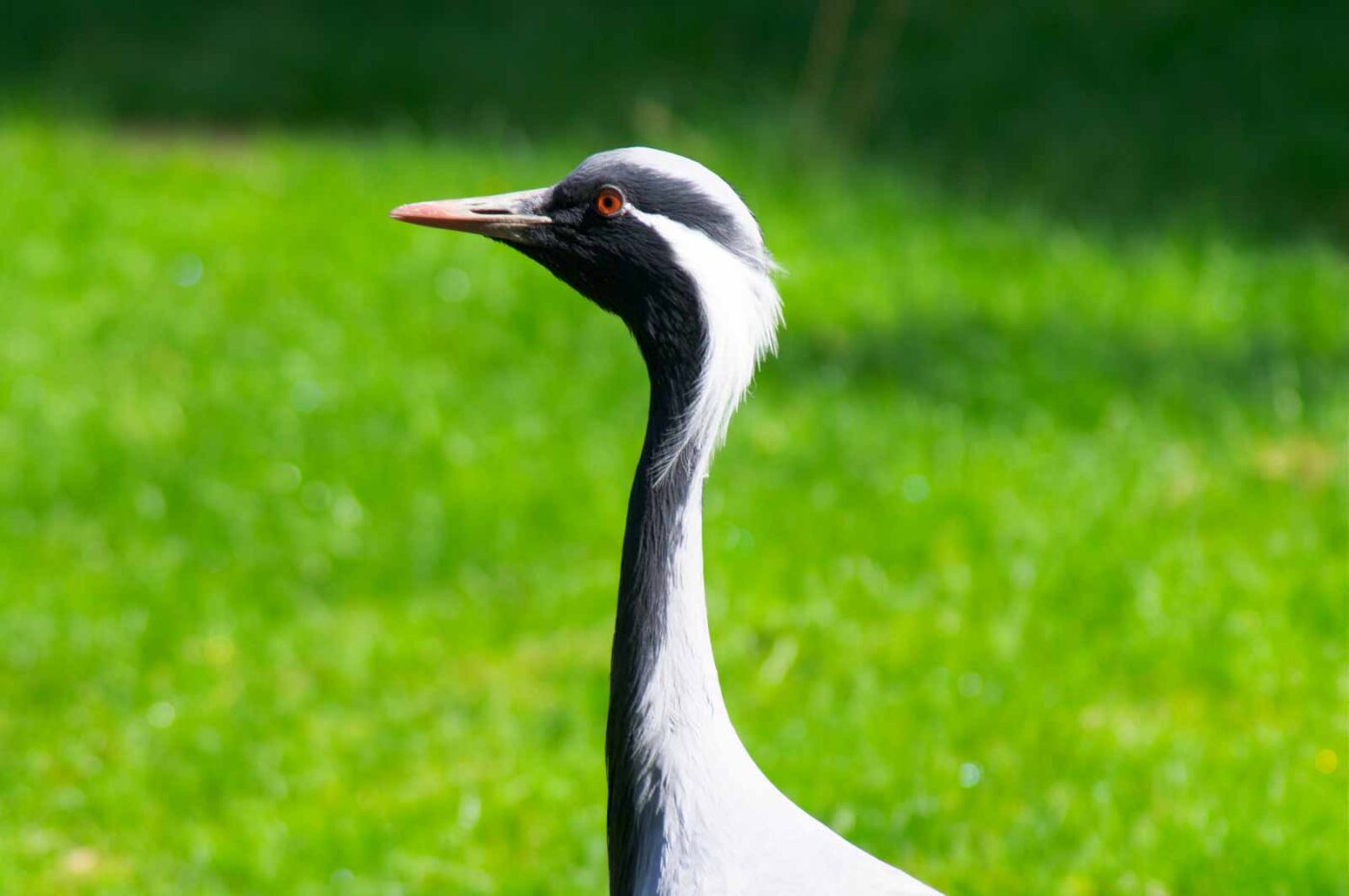 2018-04-19 - Walsrode - Vogelpark
