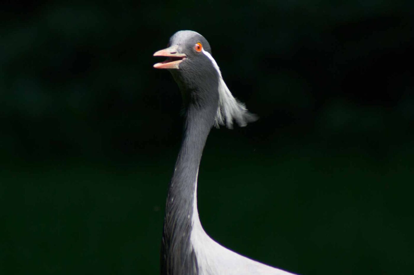 2018-04-19 - Walsrode - Vogelpark