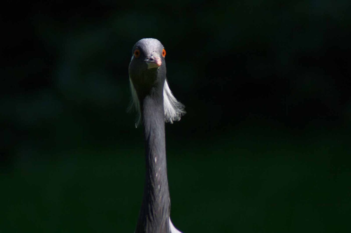 2018-04-19 - Walsrode - Vogelpark
