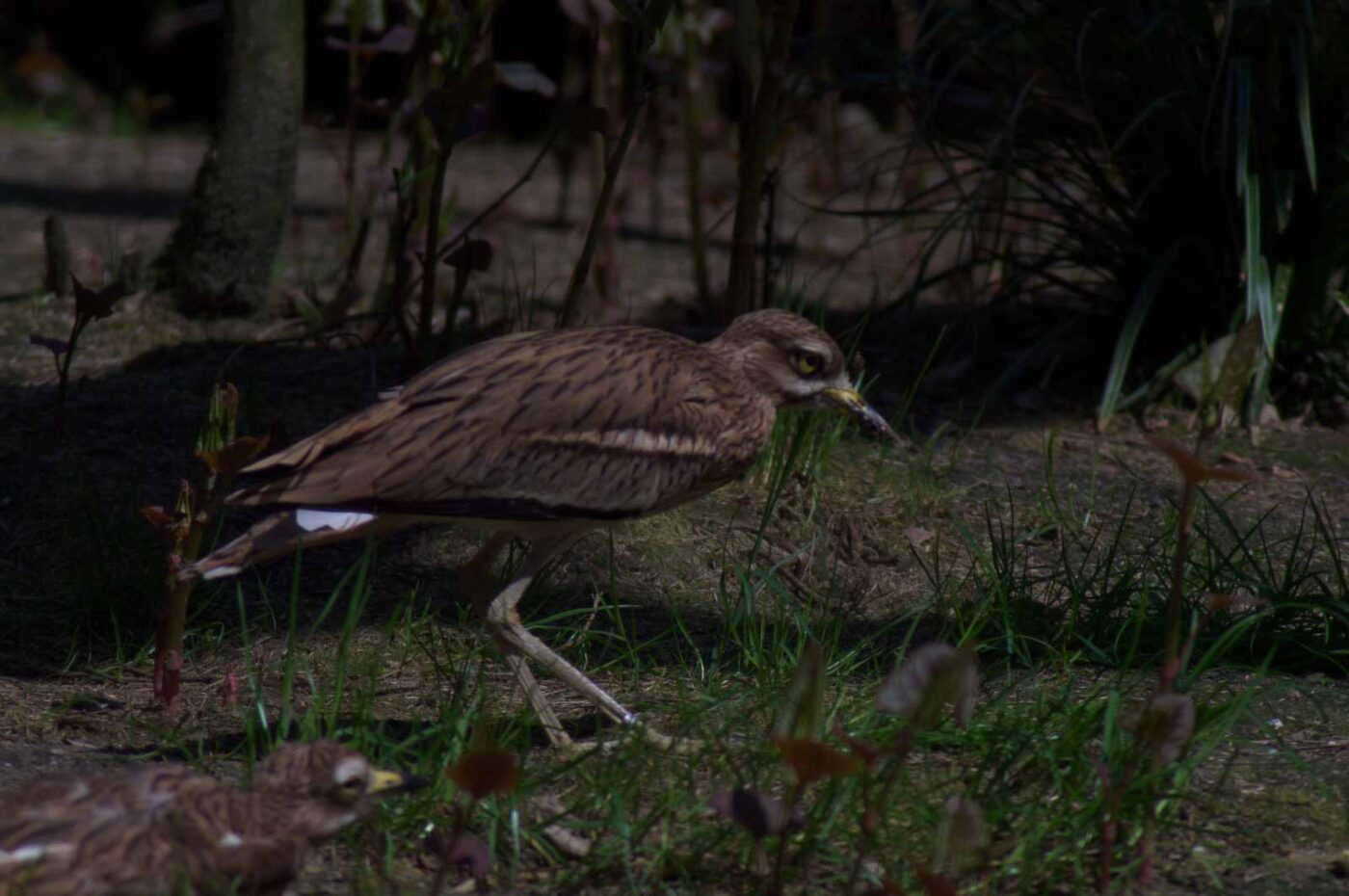 2018-04-19 - Walsrode - Vogelpark