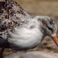 2018-04-19 - Walsrode - Vogelpark