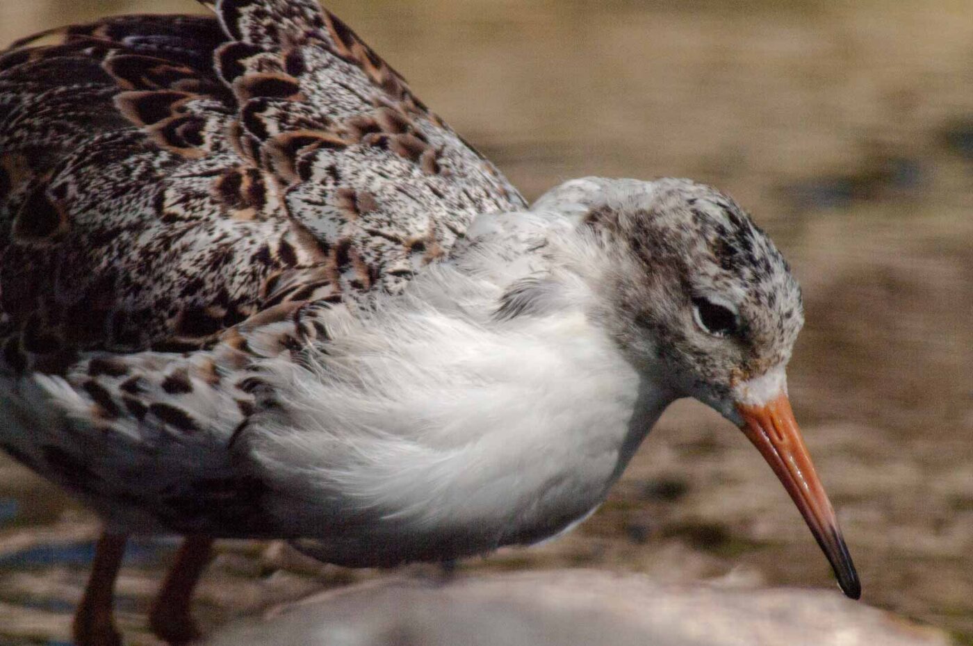 2018-04-19 - Walsrode - Vogelpark