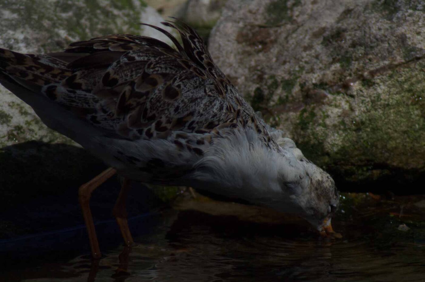 2018-04-19 - Walsrode - Vogelpark