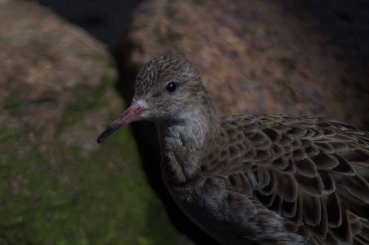 2018-04-19 - Walsrode - Vogelpark