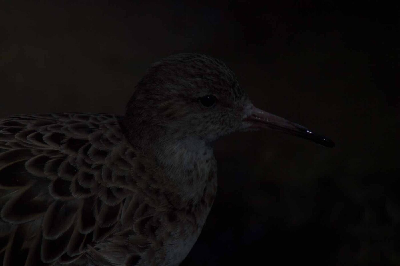 2018-04-19 - Walsrode - Vogelpark