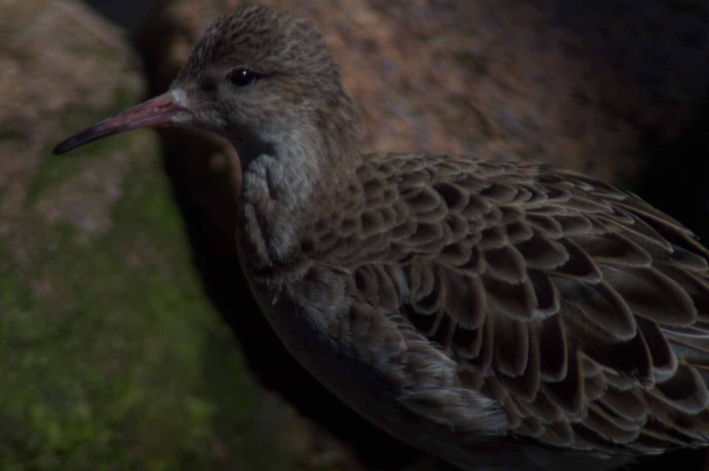 2018-04-19 - Walsrode - Vogelpark
