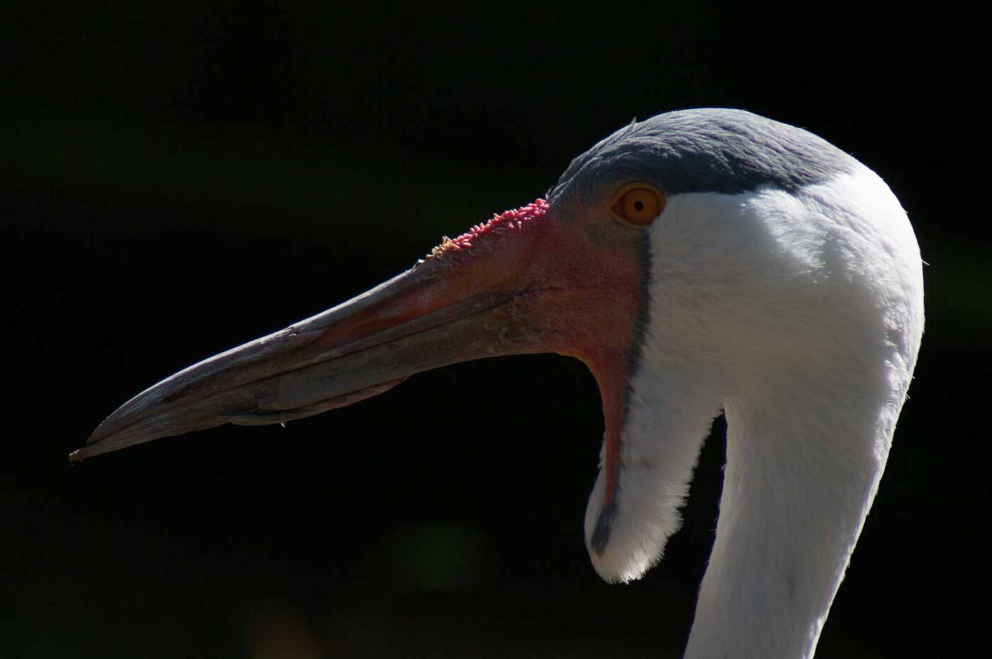 2018-04-19 - Walsrode - Vogelpark