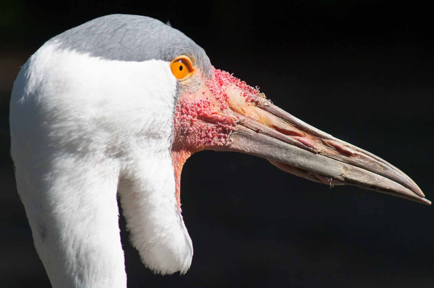2018-04-19 - Walsrode - Vogelpark