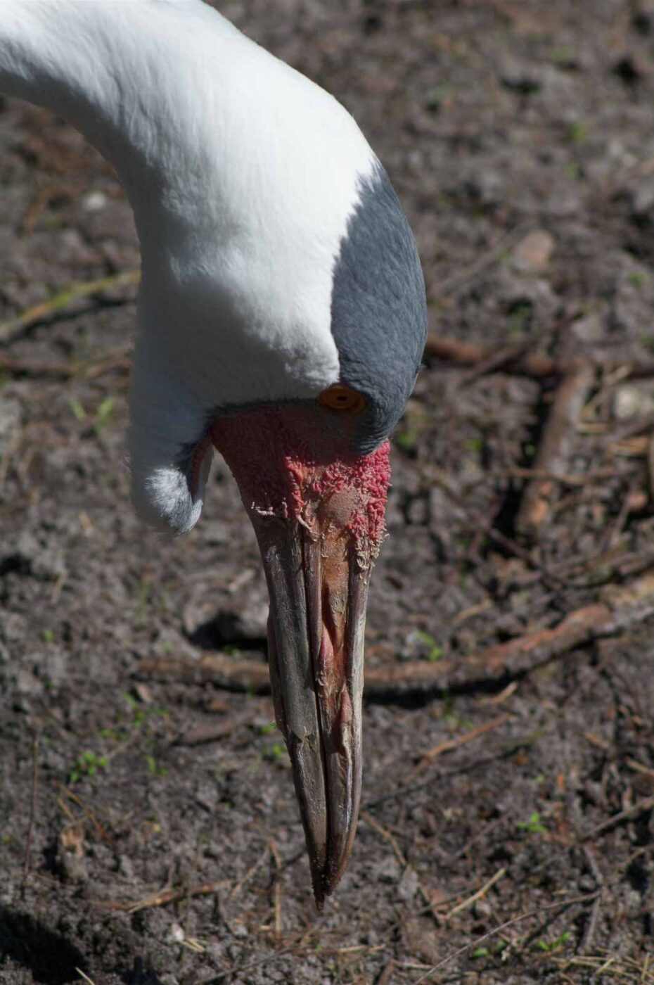 2018-04-19 - Walsrode - Vogelpark