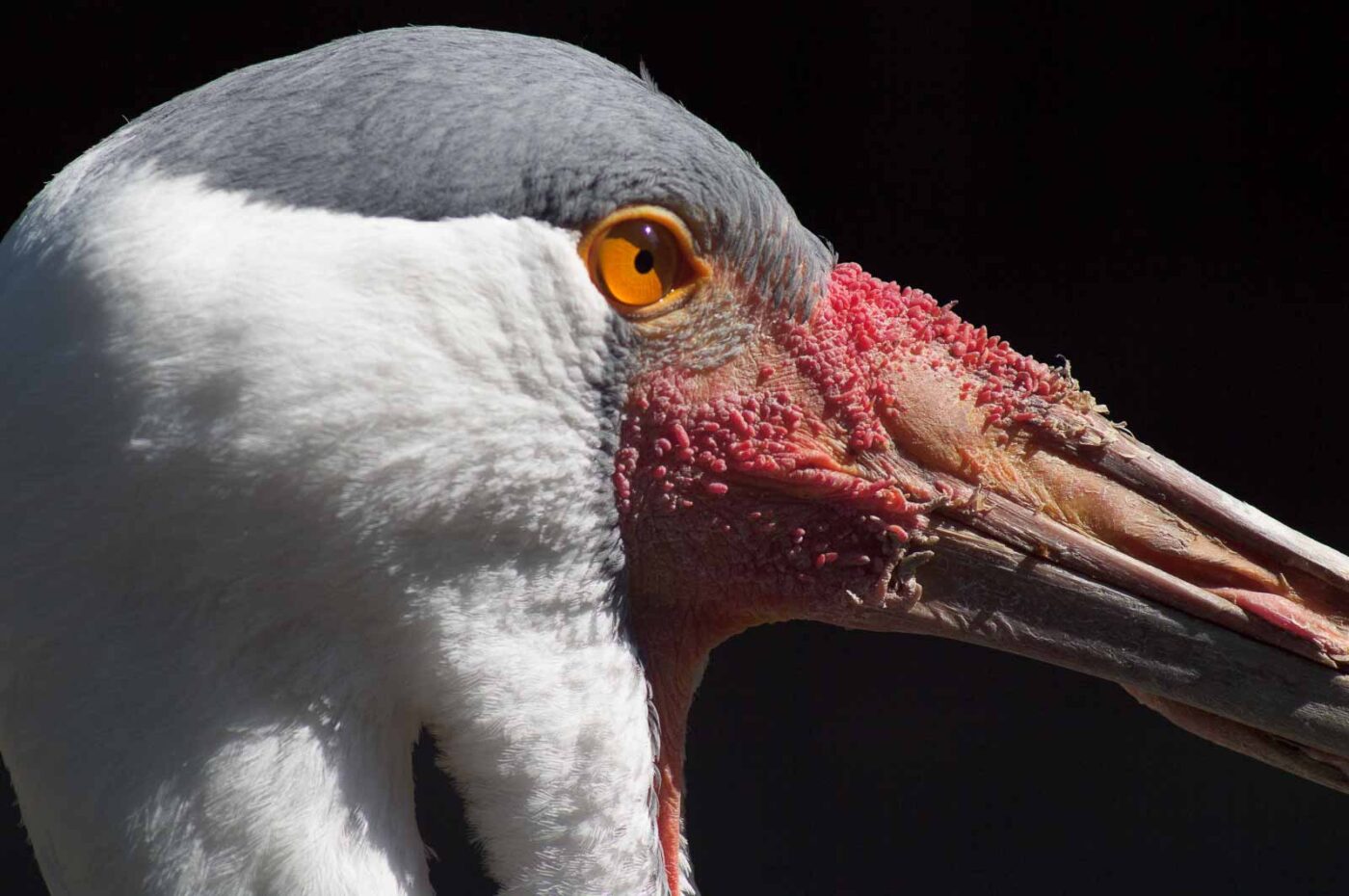 2018-04-19 - Walsrode - Vogelpark