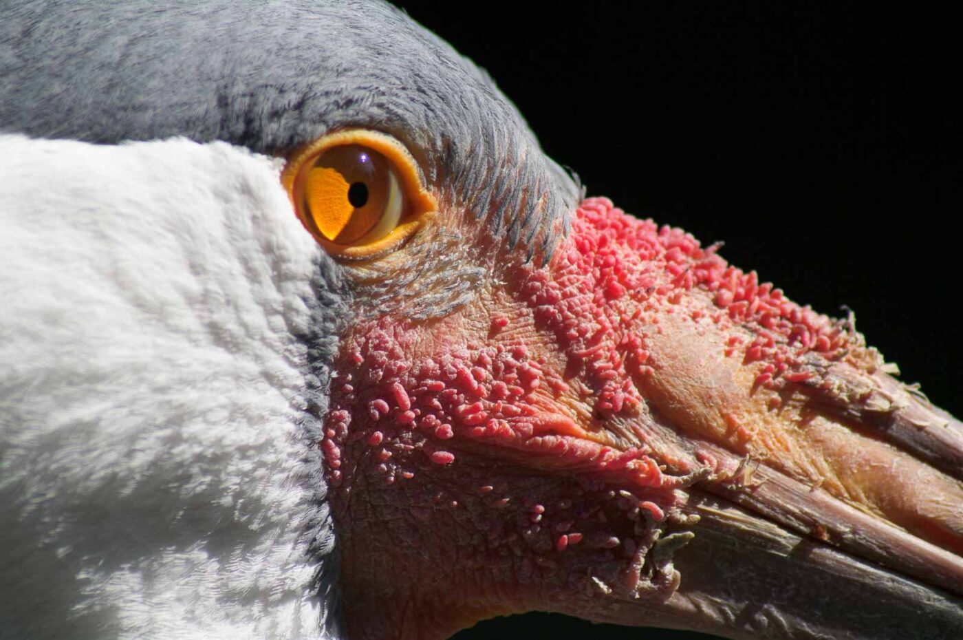 2018-04-19 - Walsrode - Vogelpark