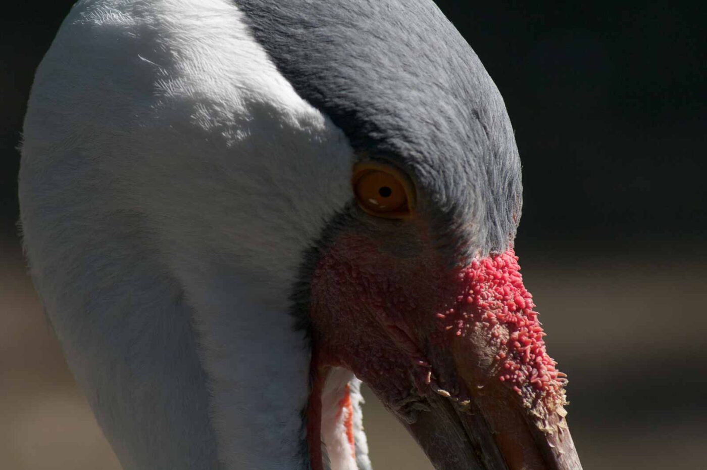 2018-04-19 - Walsrode - Vogelpark