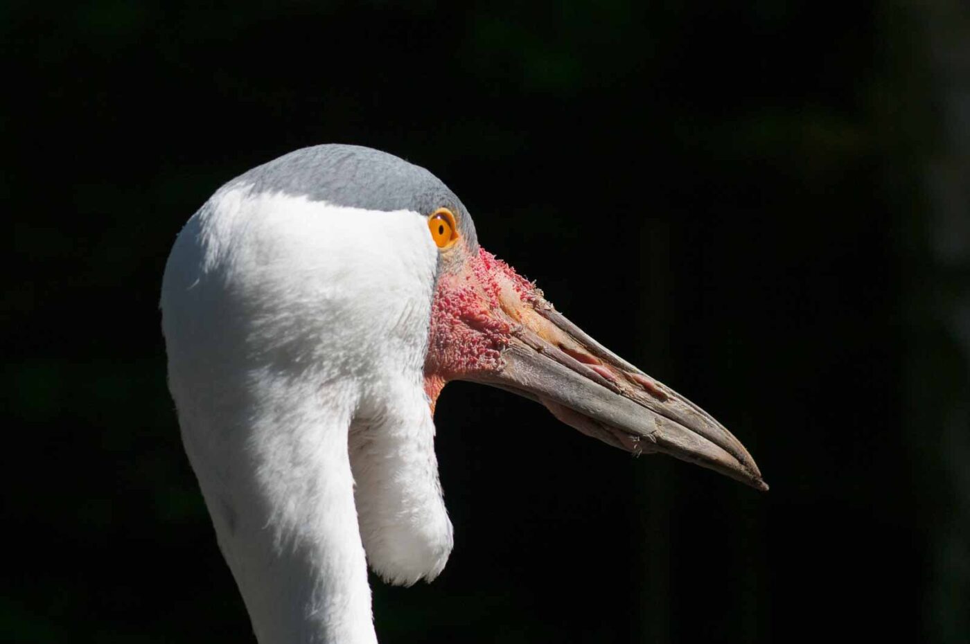 2018-04-19 - Walsrode - Vogelpark