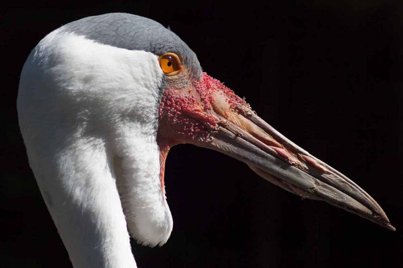 2018-04-19 - Walsrode - Vogelpark