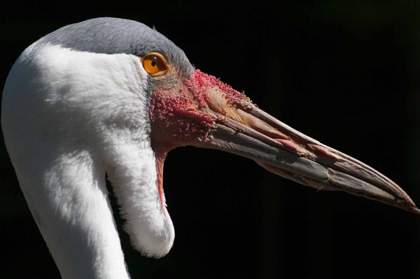 2018-04-19 - Walsrode - Vogelpark