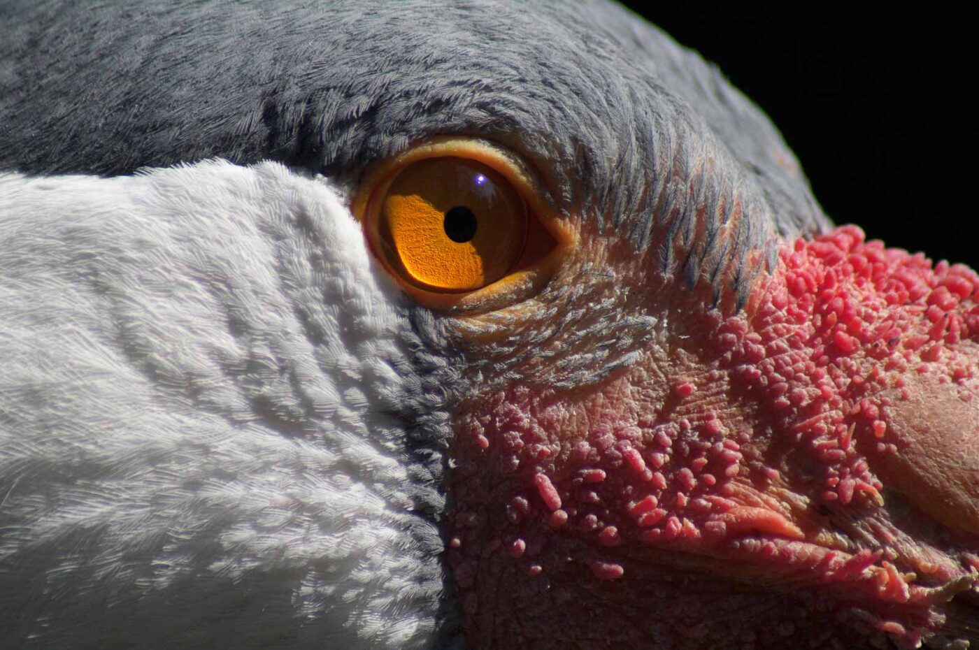 2018-04-19 - Walsrode - Vogelpark