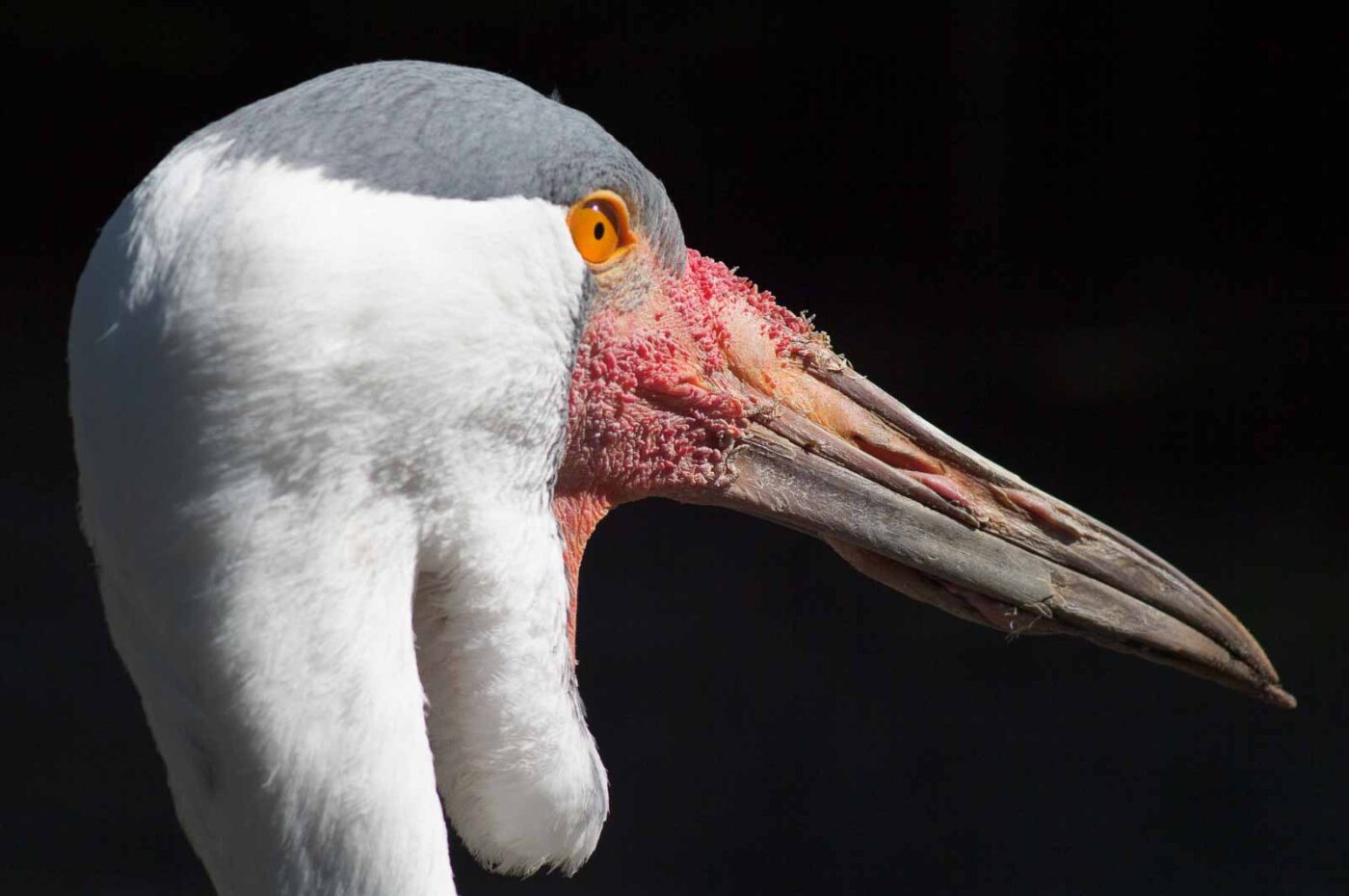 2018-04-19 - Walsrode - Vogelpark
