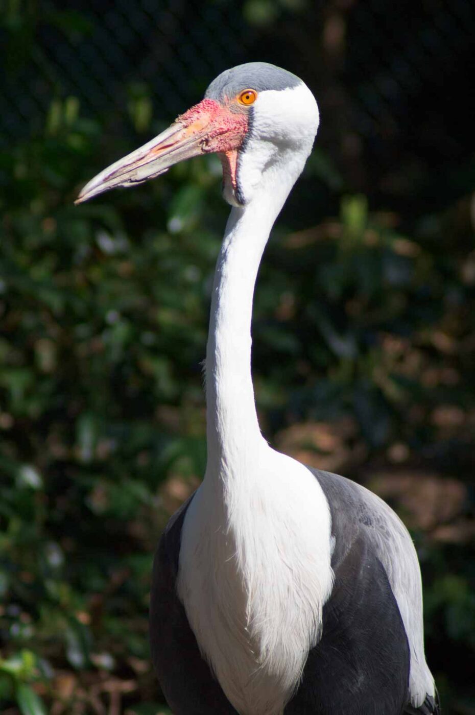 2018-04-19 - Walsrode - Vogelpark