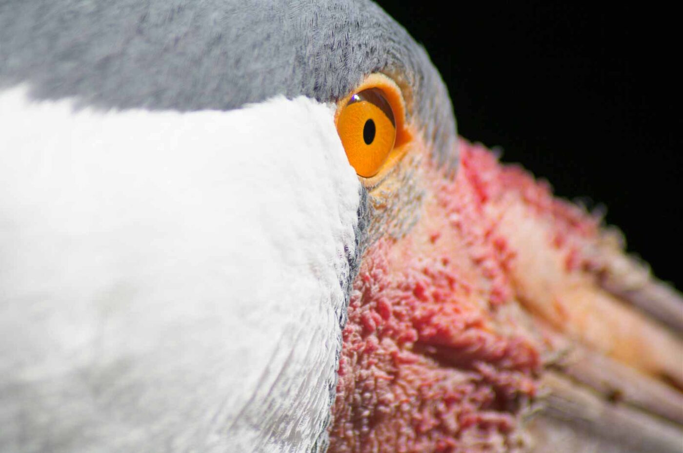 2018-04-19 - Walsrode - Vogelpark