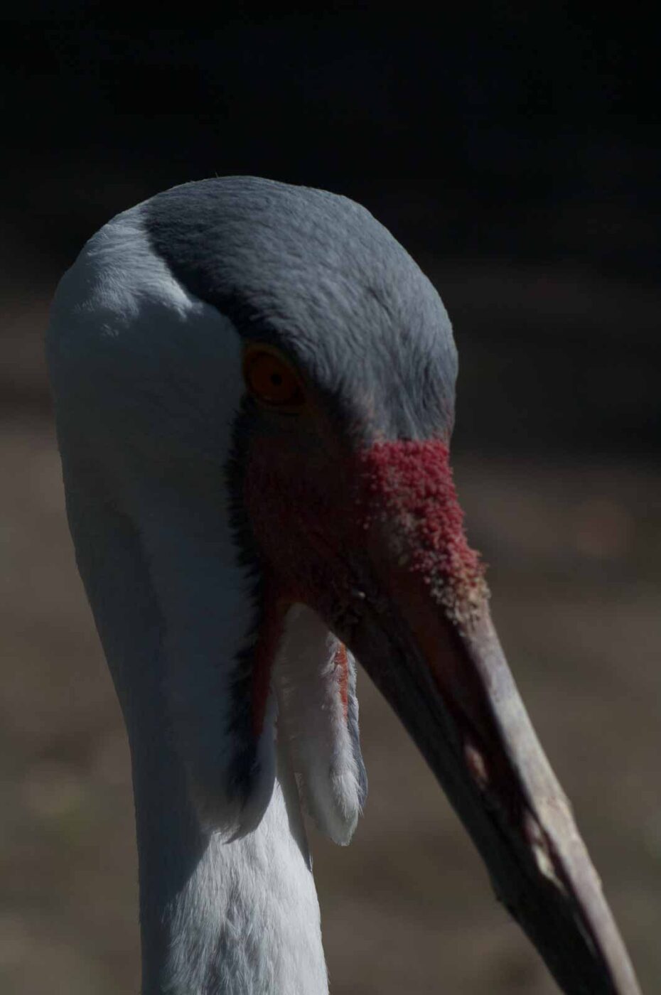 2018-04-19 - Walsrode - Vogelpark