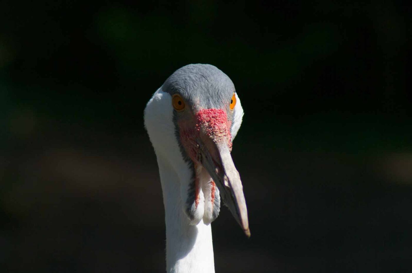 2018-04-19 - Walsrode - Vogelpark