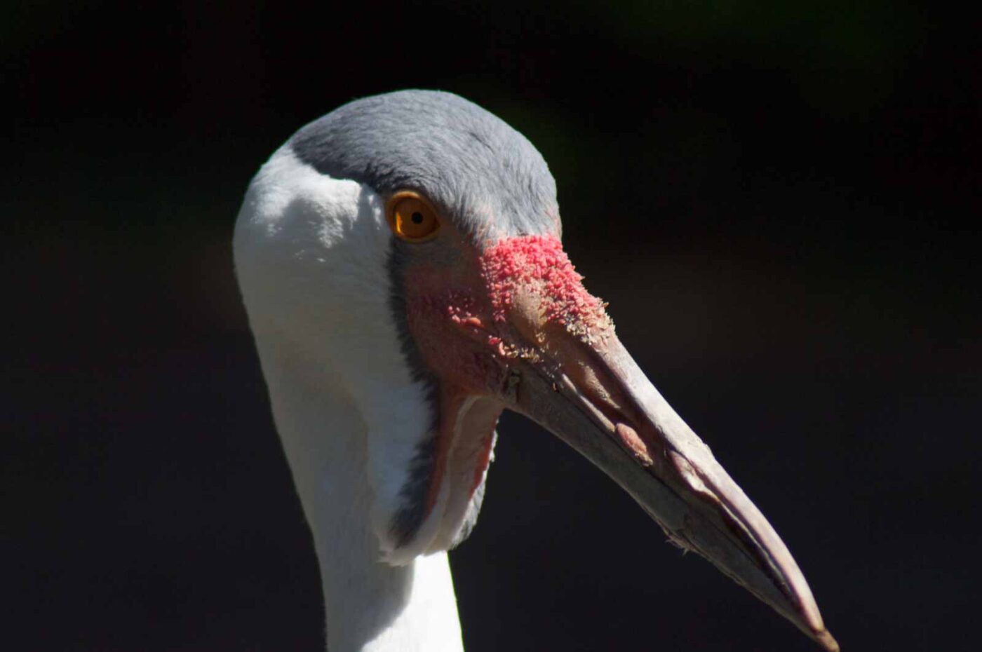 2018-04-19 - Walsrode - Vogelpark