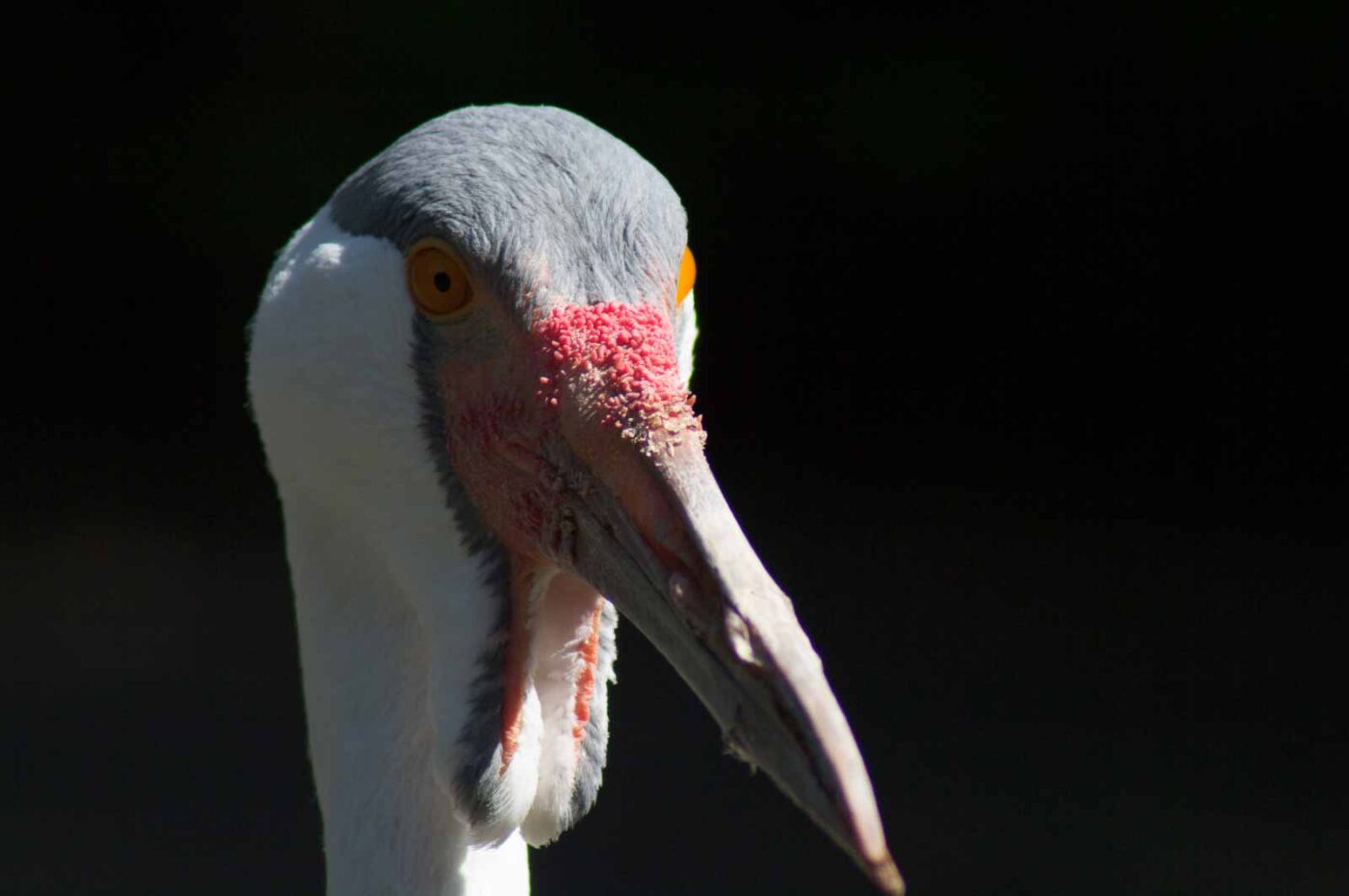 2018-04-19 - Walsrode - Vogelpark