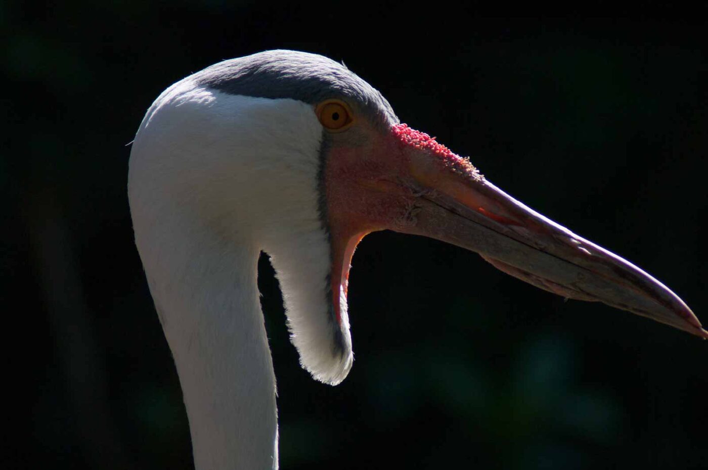 2018-04-19 - Walsrode - Vogelpark