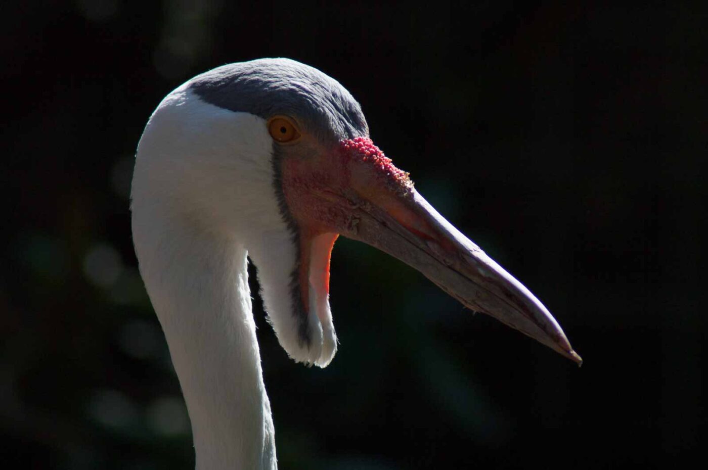 2018-04-19 - Walsrode - Vogelpark