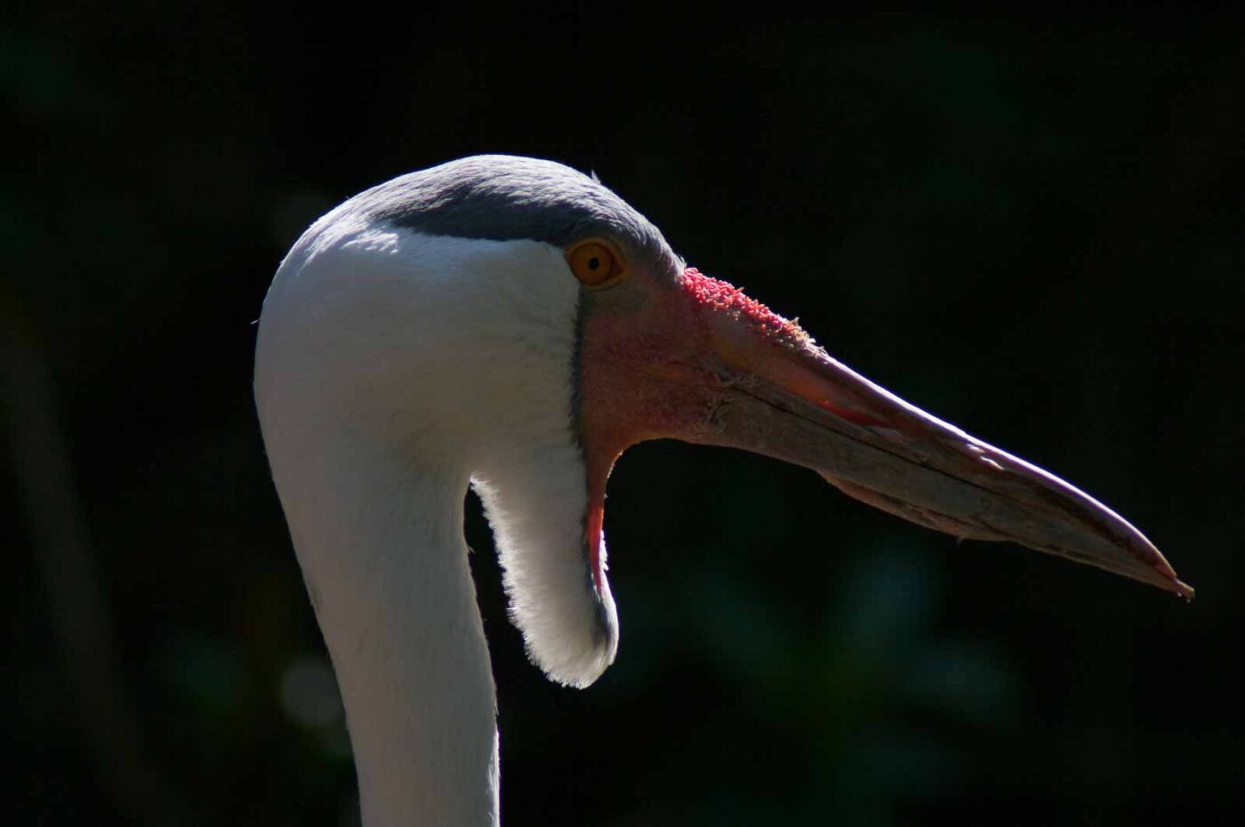 2018-04-19 - Walsrode - Vogelpark